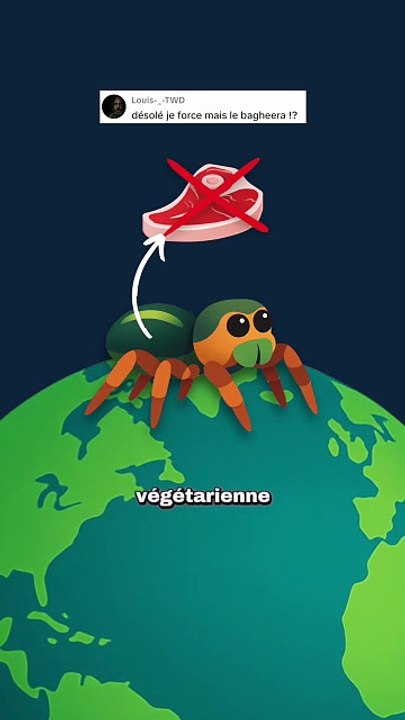 La seule araignée végétarienne ! #araignée #végétarien #carnivore #nature #animaux