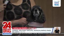Animal lovers clamor for safe new year revelry | 24 Oras Weekend