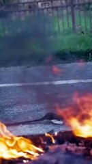 She fakes her death, exposes betrayal, and finds love while taking down her enemies