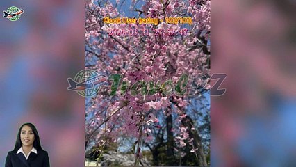 「TravelPZ」 Review Odawara Castle Admission Ticket in Kanagawa