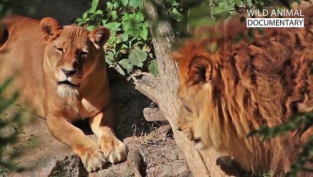 WILD SAVANNAH The Mystery of the Fastest Warriors Wild Animal