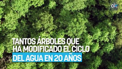 Los científicos no se lo creen: China planta tantos árboles que ha modificado el ciclo del agua en 20 años
