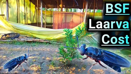 Bsf laarva cost in india | black soldier fly farming | black soldier fly