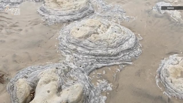 Family Discovers Fossilized Dinosaur Footprints on a UK Beach