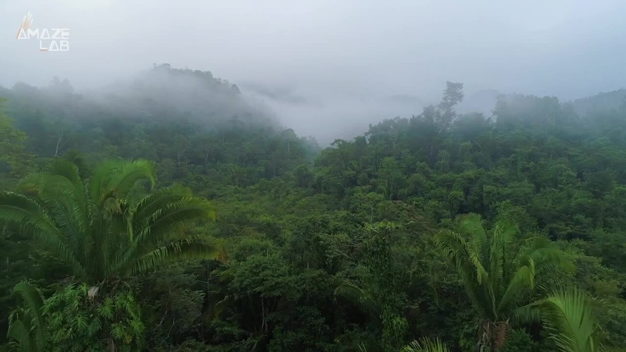 How “Amazonian Dark Earth” Could Help Protect and Restore Brazil’s Rainforests