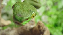 Snakes’ “Invisible” Ears Play a Bigger Role in Their Survival Than You Might Think