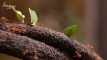 This Extreme Close-Up of an Ant’s Face Is the Stuff of Nightmares