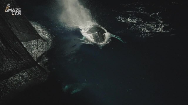 Gray Whales Were Once Feared as ‘Devil Fish’ — Now They’re Gentle Giants, and Scientists Aren’t Sure What Changed