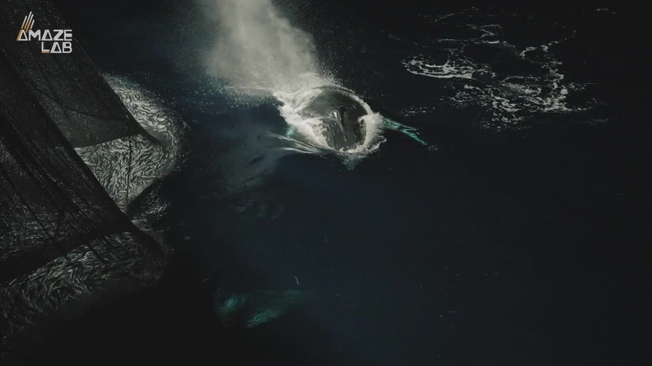 Gray Whales Were Once Feared as ‘Devil Fish’ — Now They’re Gentle Giants, and Scientists Aren’t Sure What Changed