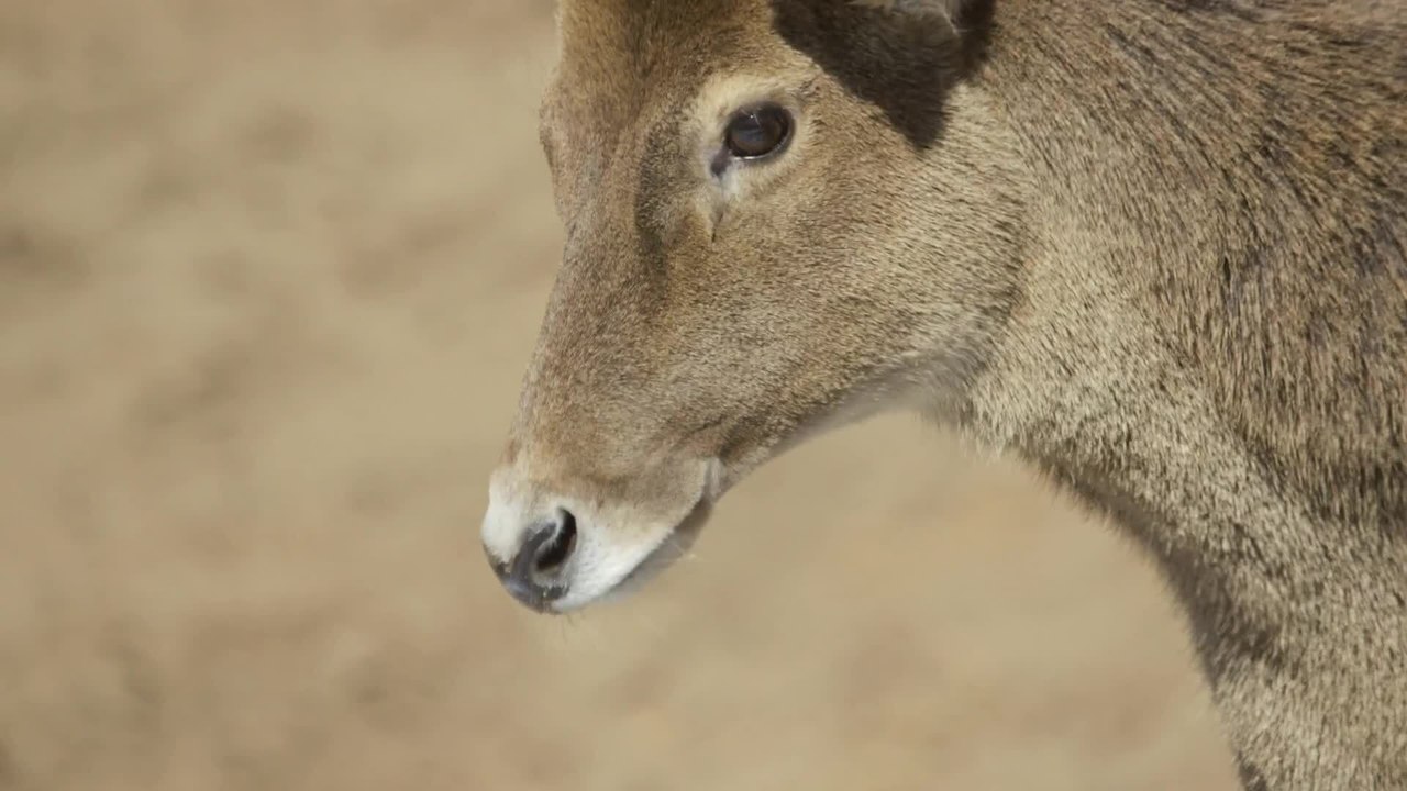 These Animals Can Survive Their Entire Lives Without Drinking Water
