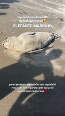 Filhote de elefante-marinho encalha vivo no litoral do Paraná e mobiliza resgate