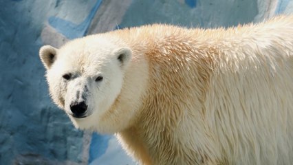 Orsi polari, il DNA si adatta al cambiamento climatico