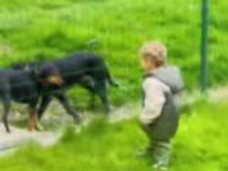 kylian  et ethan avec les chiens de nos voisins