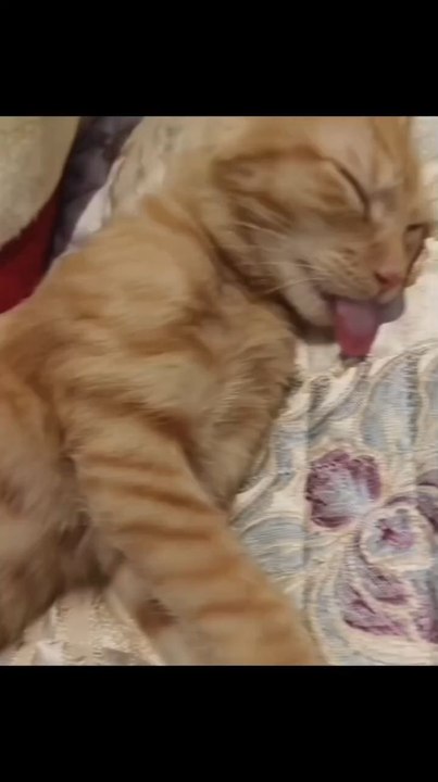 Edisi jahilin majikan yang lagi tidur