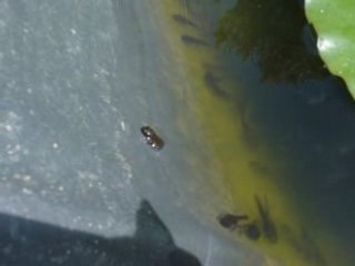 les tetards sont dans la marre