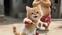 Funny Cat Family