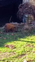Firenze, cinghiale sul greto del torrente in piena città