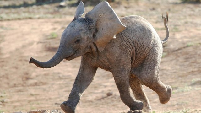 Naissances extraordinaires au zoo