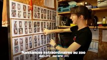 Naissances extraordinaires au zoo
