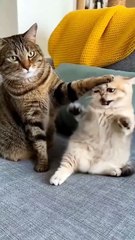 A master in the making: This kitten is already a professional at ice fishing! 🐈✨#cat #kitten #kitty #short #catlovers