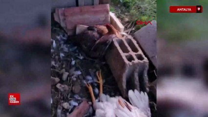Antalya'da kümese giren başıboş sokak köpekleri 30 tavuğu parçaladı