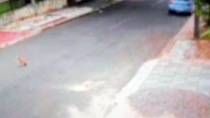 Câmera registra ataque de cão a criança de 8 anos no bairro Floresta, em Cascavel