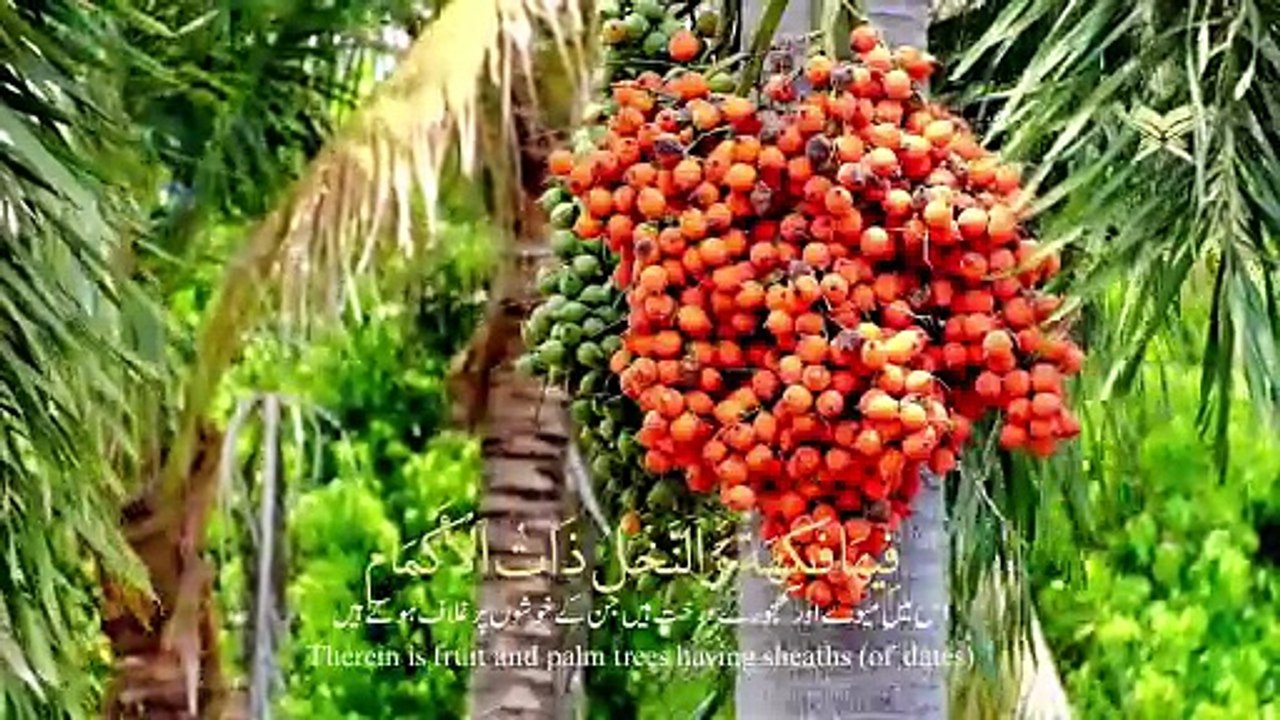 Surah Ar Rahman Full Recitation with Urdu Translation | Heart Touching Quran Tilawat