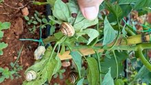 Snail damage in field tomatoes.