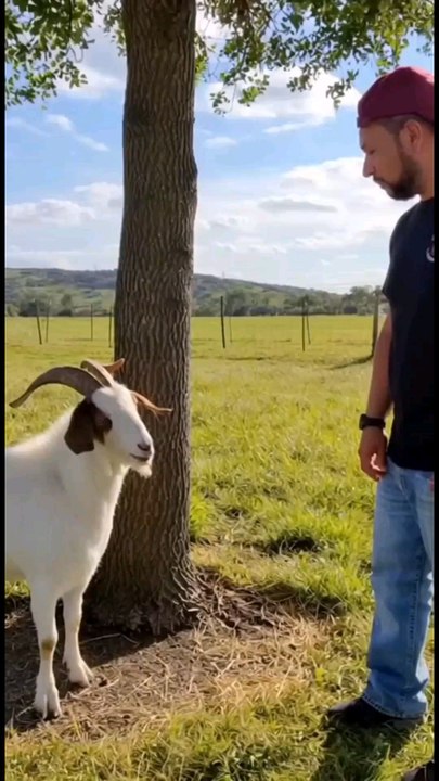 porque siempre te subes a los palos?#chivita 🤣😅🐐