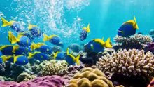 THE KINGDOM OF UNDERWATERLIFE