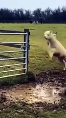 TENTE NÃO RIR - Melhores Memes e Vídeos Engraçados 2026