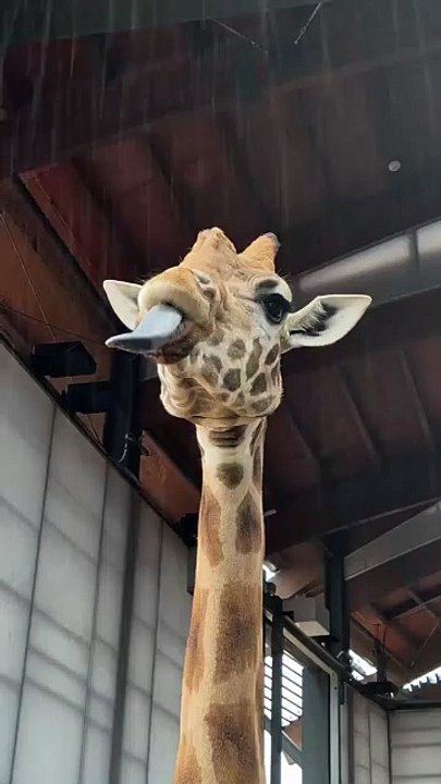 Funny Zirafa 😆