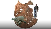 Uncovering the Truth Behind a Giant Turtle Shell Discovery