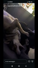 Agozzino Alfredo story