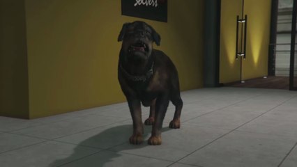 Chop High On Weed - Grand Theft Auto Online: The Contract