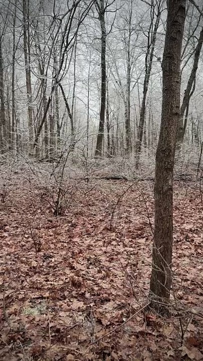 Forest encased in crystal