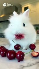 Cherries are so tasty