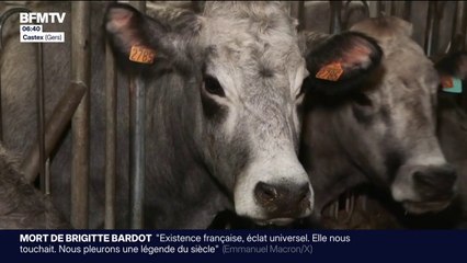 Dermatose nodulaire: alors que 50% des bovins ont été vaccinés, les éleveurs restent inquiets