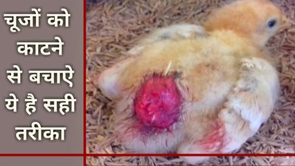 चूजों को काटने से बचाऐ ये है सही तरीका | desi murgi palan | desi murgi farm business