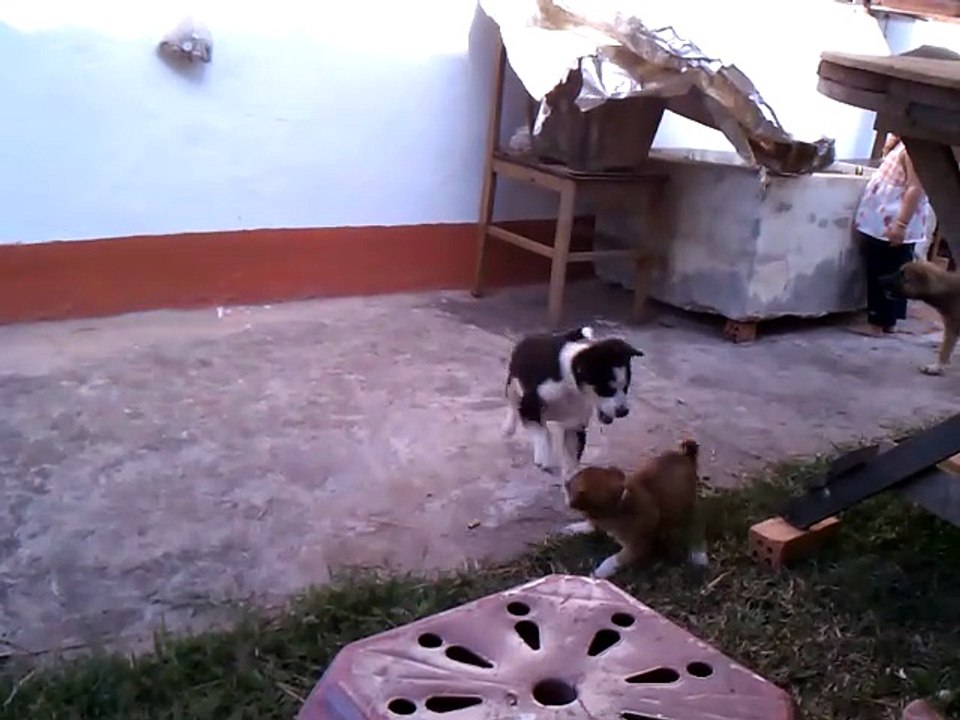 country_puppies
