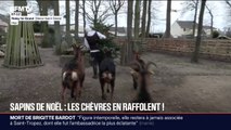 Les chèvres raffolent des sapins de Noël déposés après les Fêtes