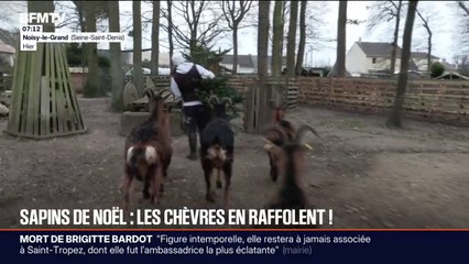 Les chèvres raffolent des sapins de Noël déposés après les Fêtes