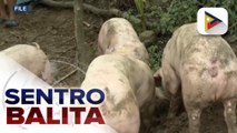 DA, nakatakdang bumili sa 2026 ng 32-K na inahing baboy para sa hog repopulation sa harap pagtugon sa ASF | ulat ni Vel Custodio
