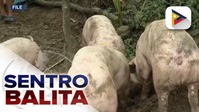 DA, nakatakdang bumili sa 2026 ng 32-K na inahing baboy para sa hog repopulation sa harap pagtugon sa ASF | ulat ni Vel Custodio