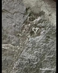 REGIOS (MTY)  LOS ARGENTINOS DE MX? NO. ARGENTINOS SON EUROPEOS Y  LOS REGIOS (MTY) SON MESTIZOS SACANDO MÁS EL LADO MEXICANO QUE EL ESPAÑOL 2 ARGENTINOS NO SON CHIFLADOS Y LOS REGIOS SI SON MUY CHIFLADOS PORQUE LOS HAN ELEVADO DEMASIADO Y LA+IMPORTANTE