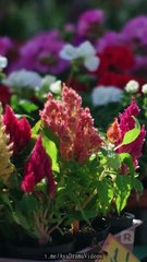 Matrimonio ReláMpago Con Mi Mejor Amigo - - Abel