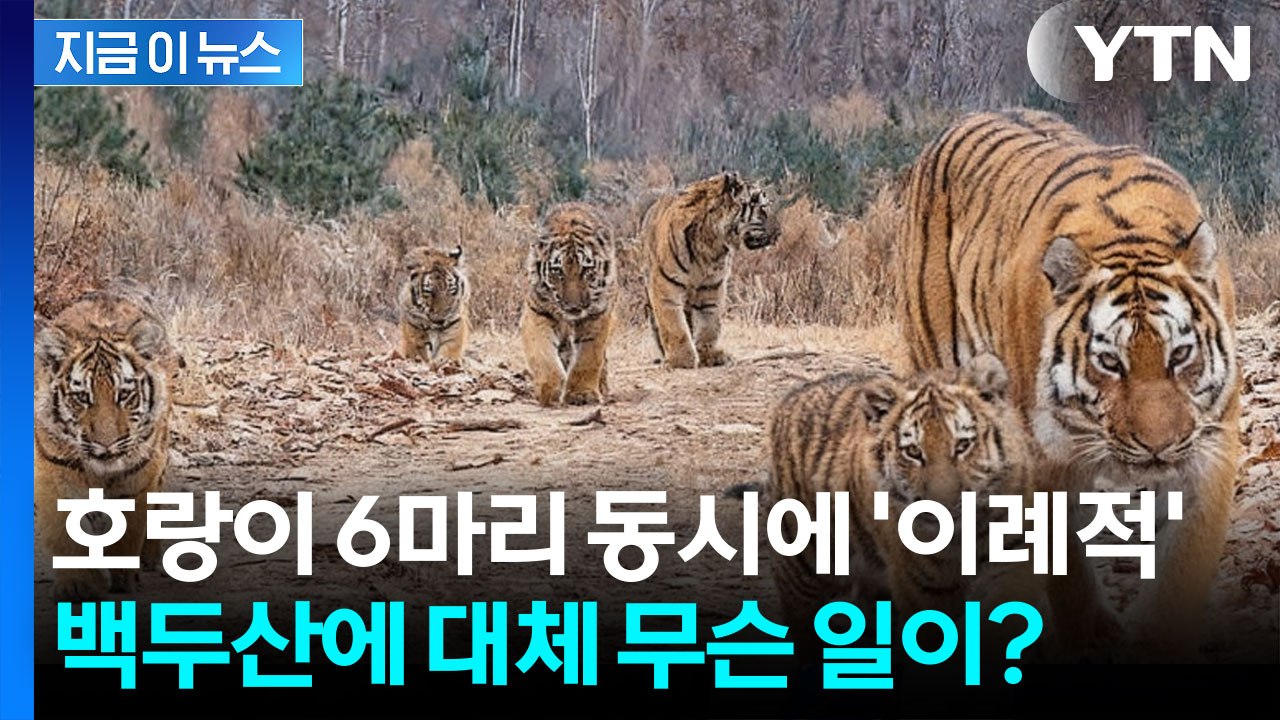 "백두산에 사는 호랑이만 무려 70마리" 카메라에 포착된 이례적 장면 [지금이뉴스] / YTN