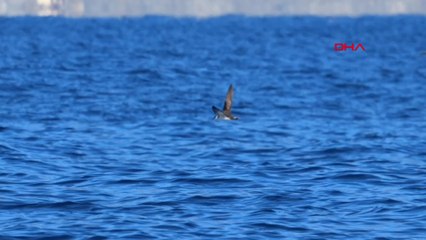Türkiye'de ilk kez görüldü, ekipler peşine düştü