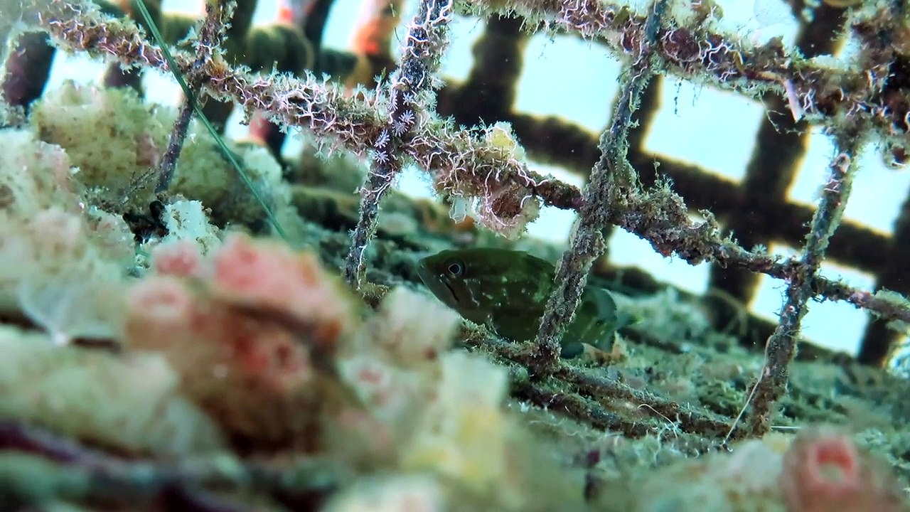 A Marseillan une décennie de Biohut : Le port sanctuaire de la vie marine