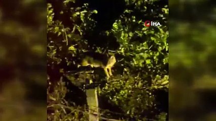 Diyarbakır’da yiyecek arayan kurtlar yerleşim yerine indi